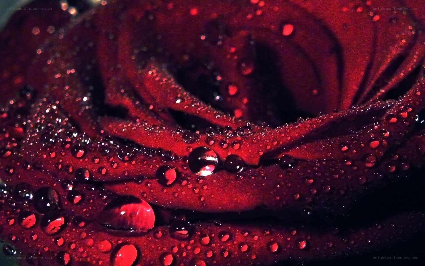 Red rose with water droplets