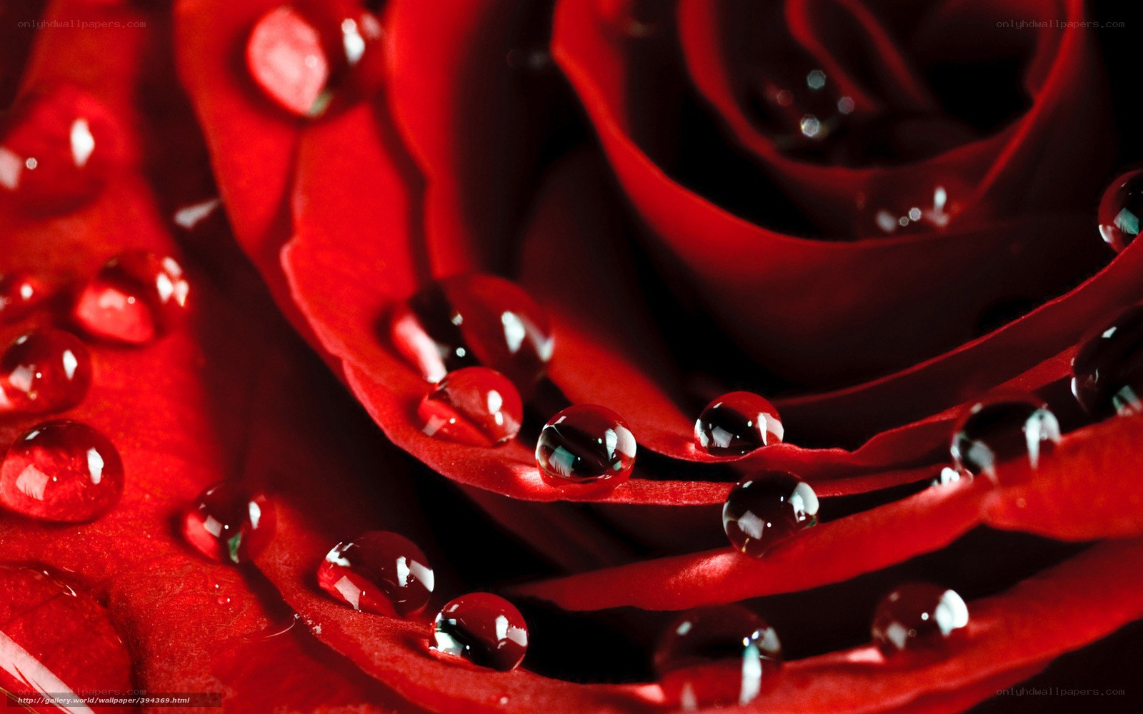 Red rose with water droplets