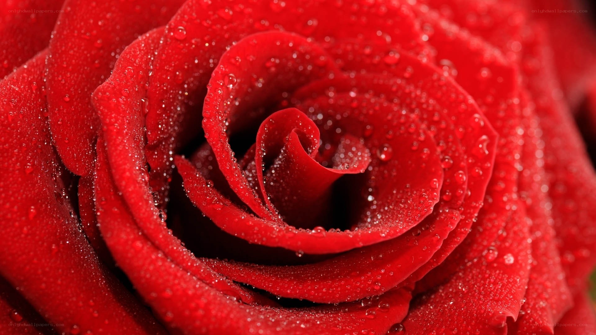 Red rose with water droplets