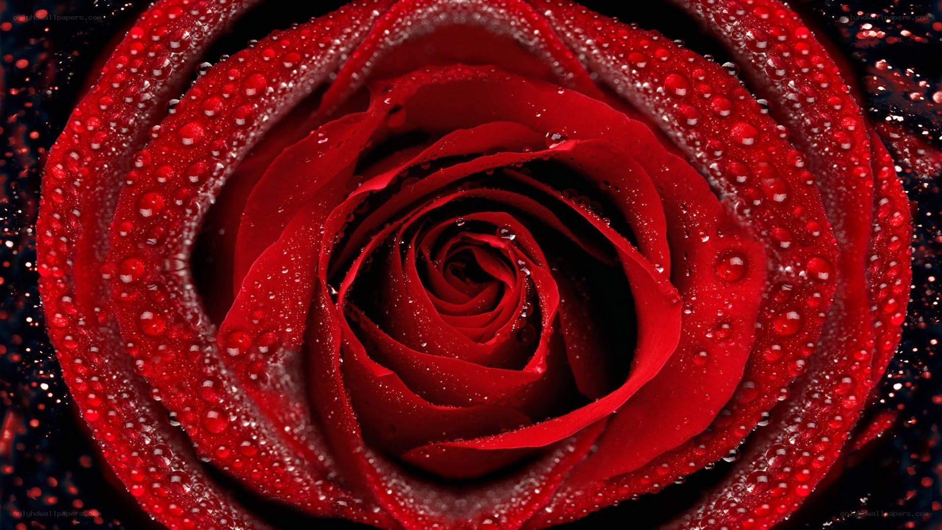 Red rose with water droplets