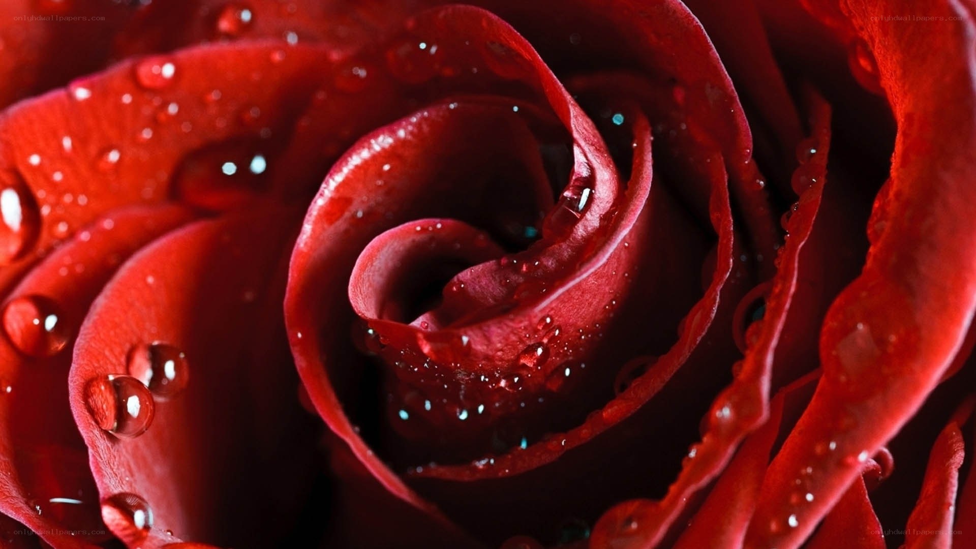 Red rose with water droplets