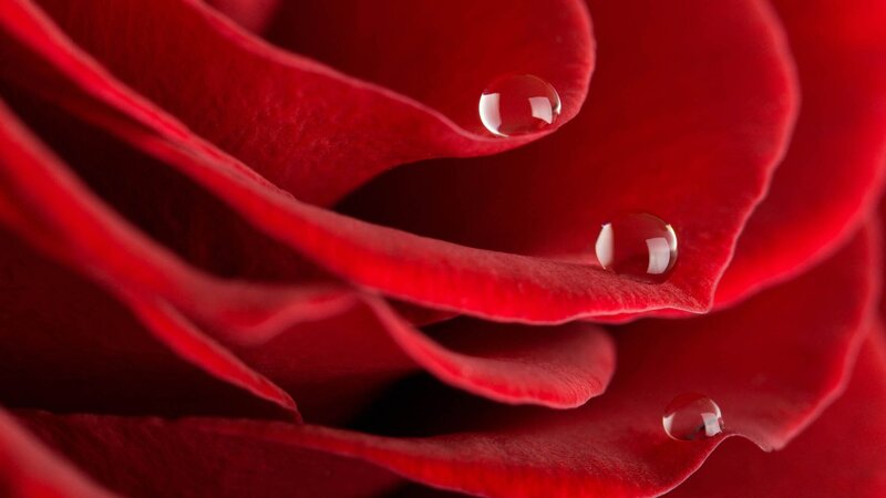 Red rose with water droplets