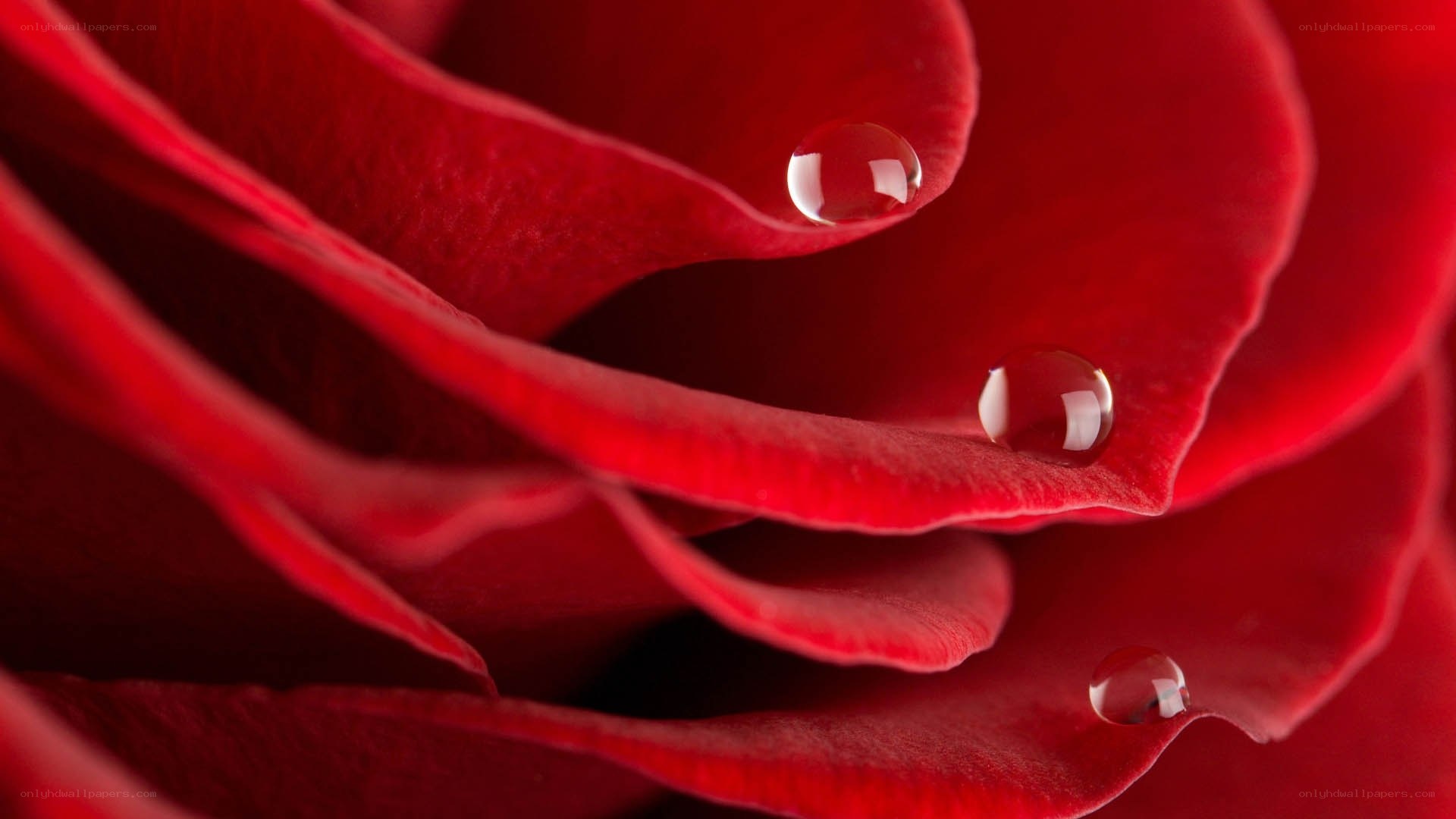 Red rose with water droplets