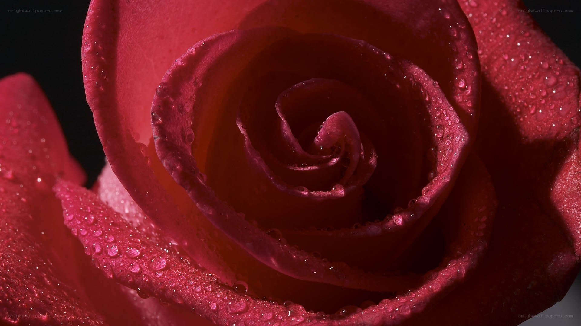 Red rose with water droplets