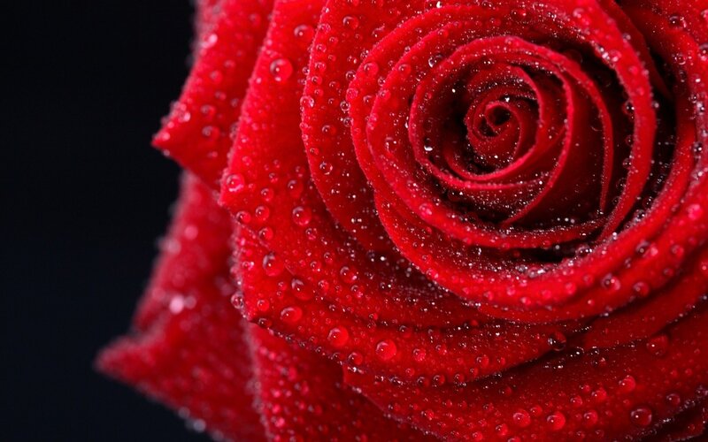 Red Rose with Water Droplets — Black Background, Black