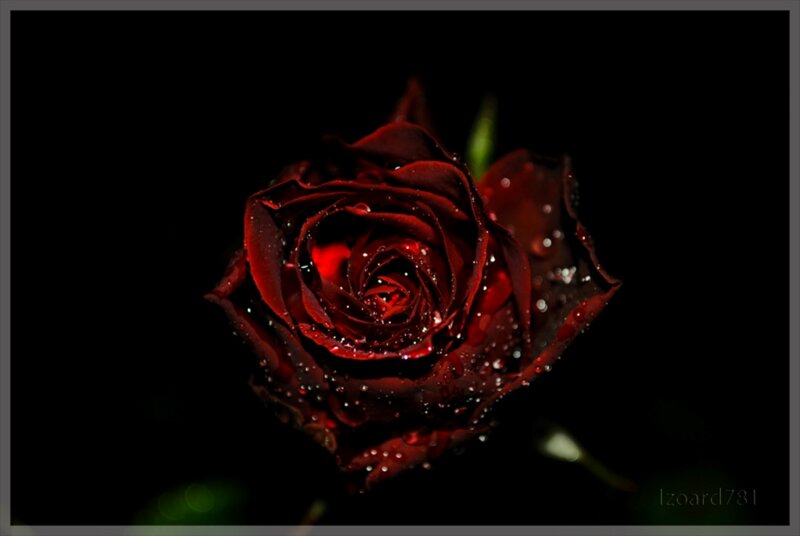 Red Rose with Water Droplets — Black, Dramatic, Night