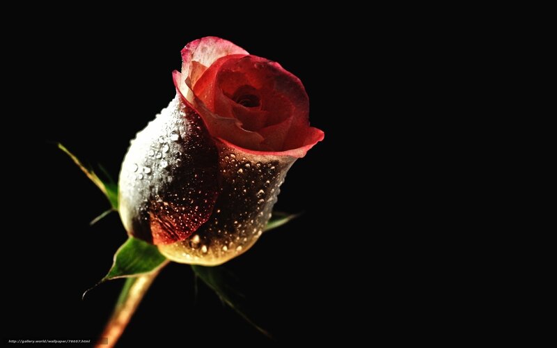 Red Rose with Water Droplets — Black, Dramatic, Photograph