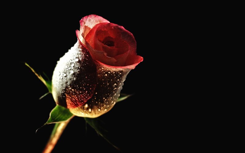 Red Rose with Water Droplets — Black, Dramatic, Photograph, Water Droplets, Stem