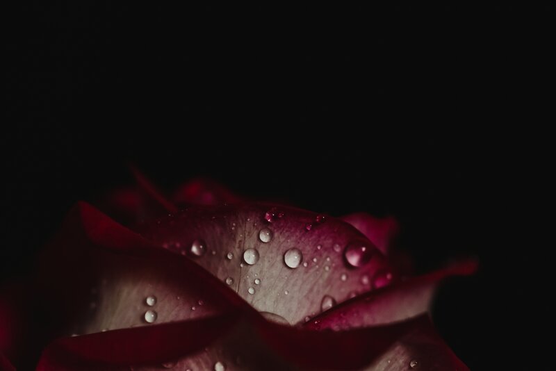 Red Rose with Water Droplets — Black, Dramatic, Photograph, Water Droplets