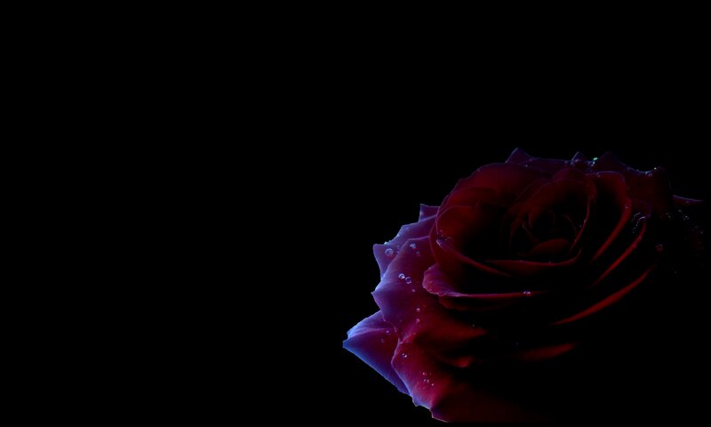 Red Rose with Water Droplets — Black, Dramatic