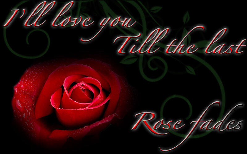 Red Rose with Water Droplets — Black