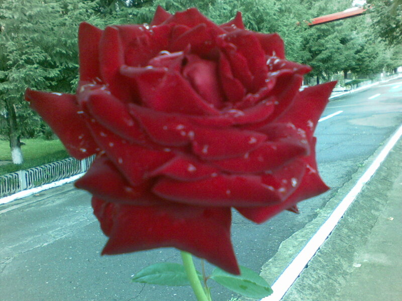 Red Rose with Water Droplets — Calm, Afternoon, Photograph, Road