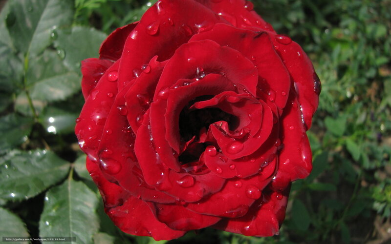 Red Rose with Water Droplets — Calm, Afternoon, Photograph, Water Droplets, Green Leaves