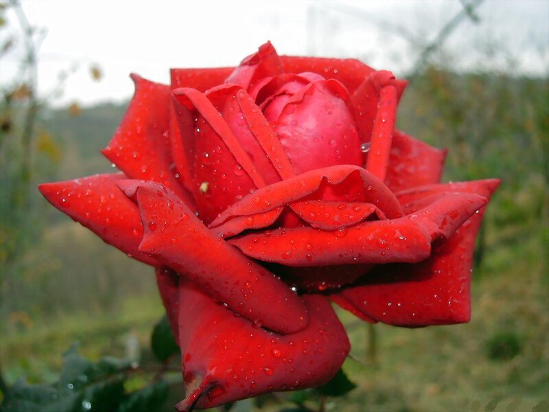 Red Rose with Water Droplets — Calm, Autumn