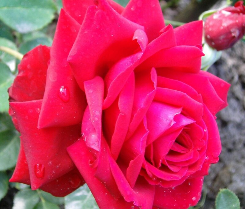Red Rose with Water Droplets — Calm, Bud