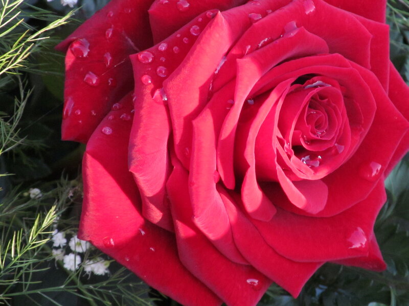 Red Rose with Water Droplets — Calm, Morning, Photograph, Green Foliage