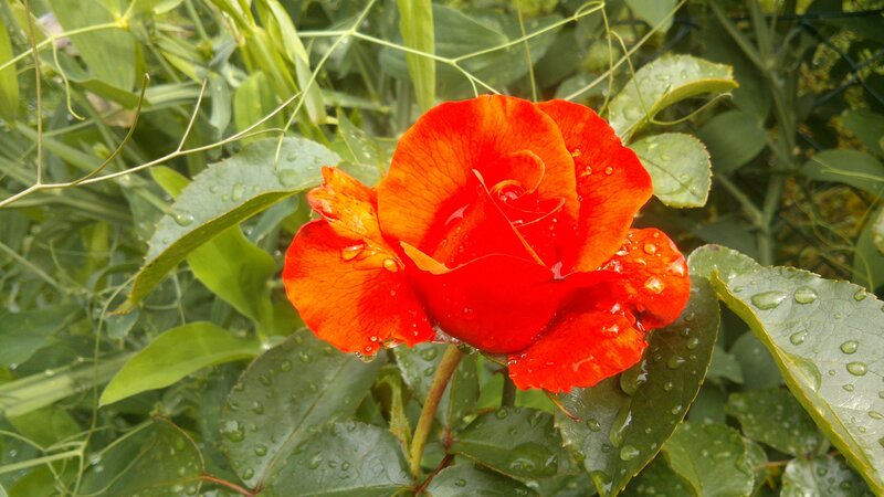 Red Rose with Water Droplets — Calm, Morning, Photograph, Leaves