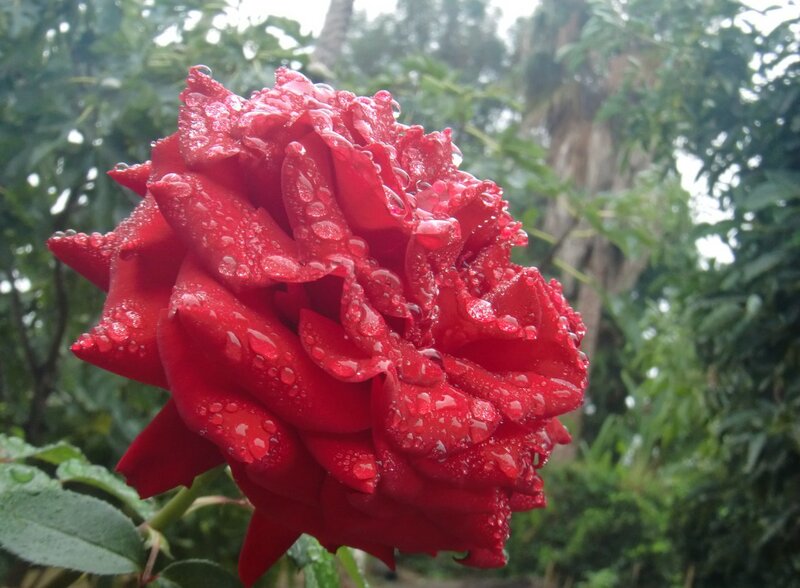 Red Rose with Water Droplets — Calm, Morning