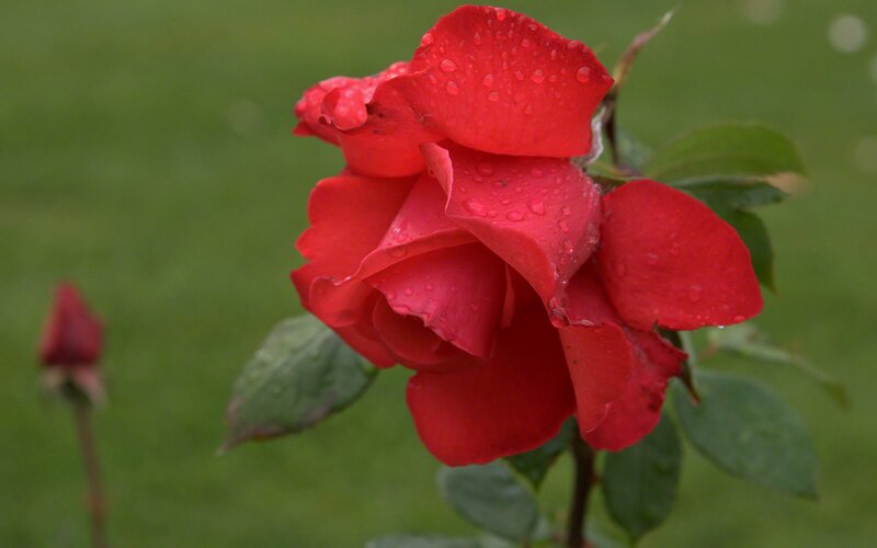 Red Rose with Water Droplets — Calm, Photograph, Bud