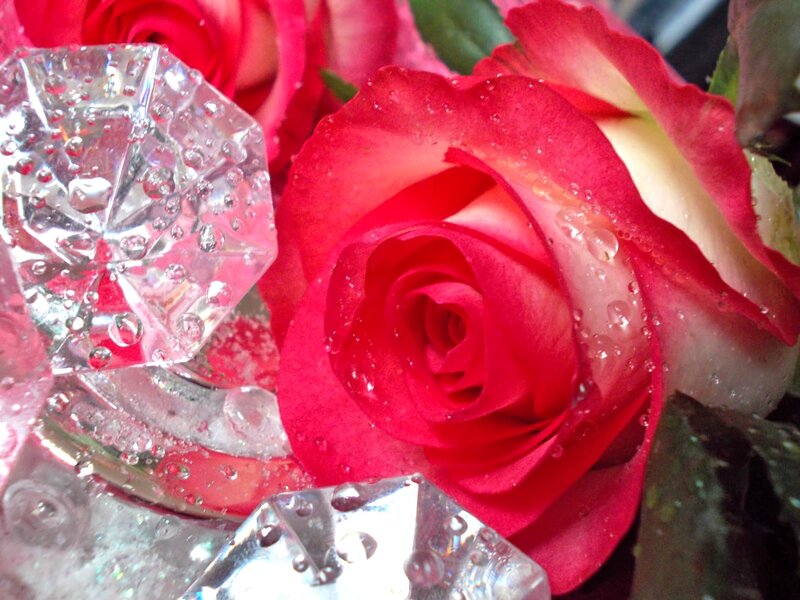 Red Rose with Water Droplets — Calm, Photograph, Crystal