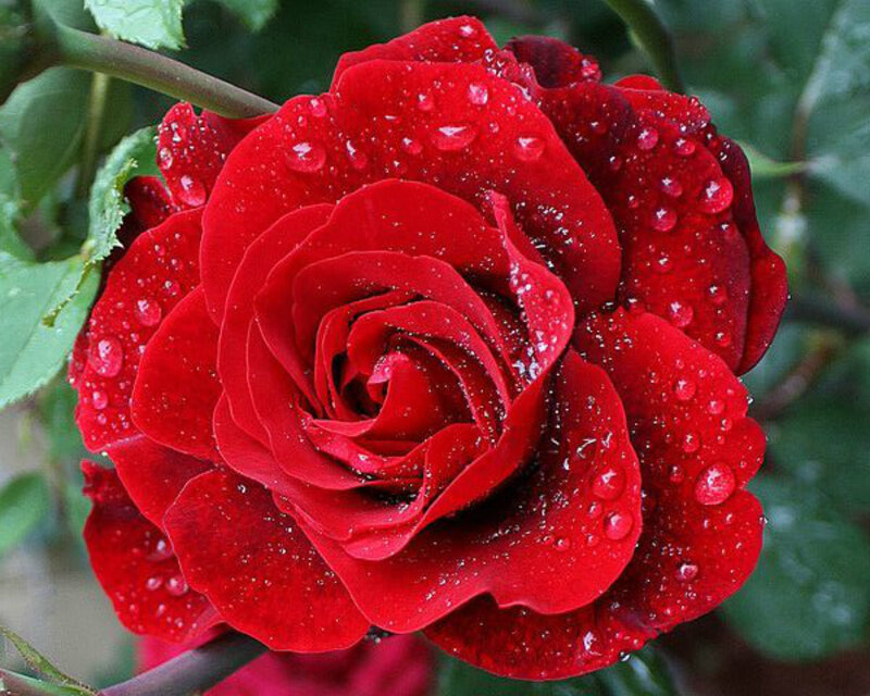 Red Rose with Water Droplets — Calm, Photograph, Flower, Leaves