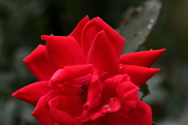 Red Rose with Water Droplets — Calm, Photograph, Flower, Petals