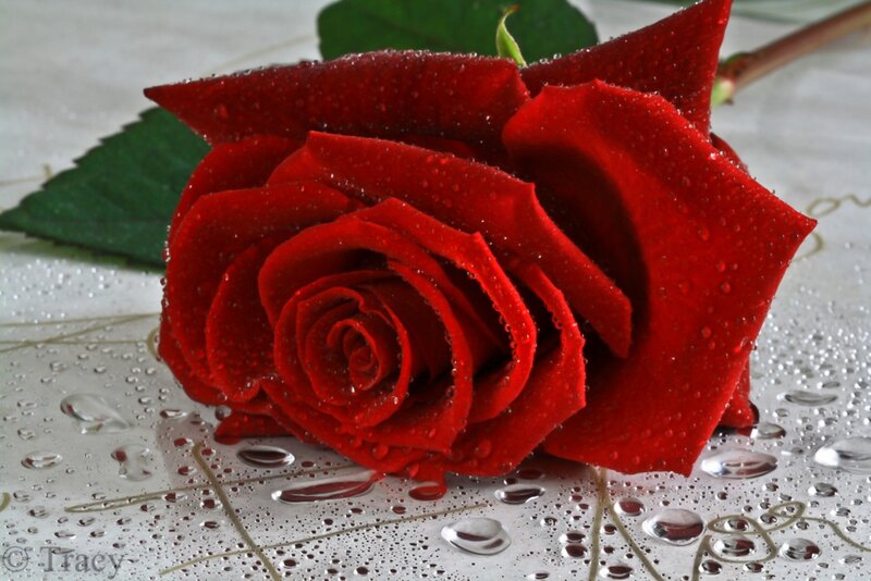 Red Rose with Water Droplets — Calm, Photograph, Green Leaf, Stem