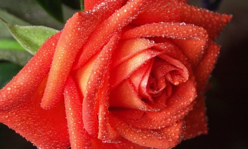 Red Rose with Water Droplets — Calm, Photograph, Green Leaf