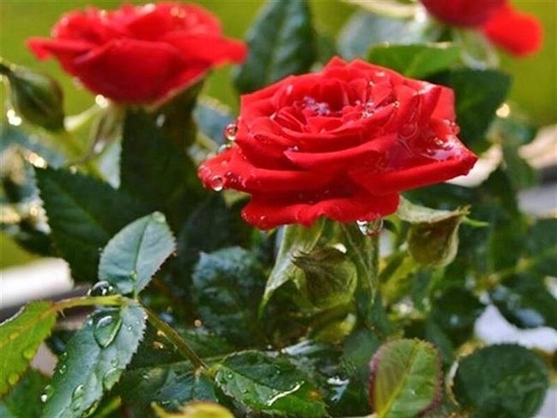 Red Rose with Water Droplets — Calm, Photograph, Green Leaves, Buds