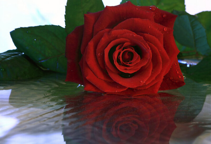 Red Rose with Water Droplets — Calm, Photograph, Green Leaves, Reflection