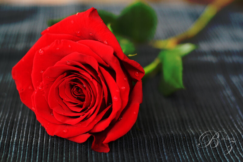 Red Rose with Water Droplets — Calm, Photograph, Green Leaves, Stem