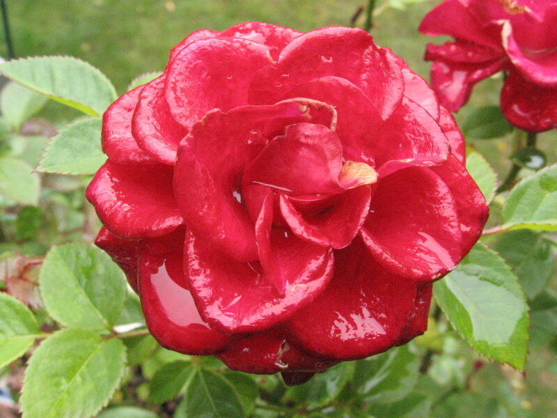 Red Rose with Water Droplets — Calm, Photograph, Green Leaves