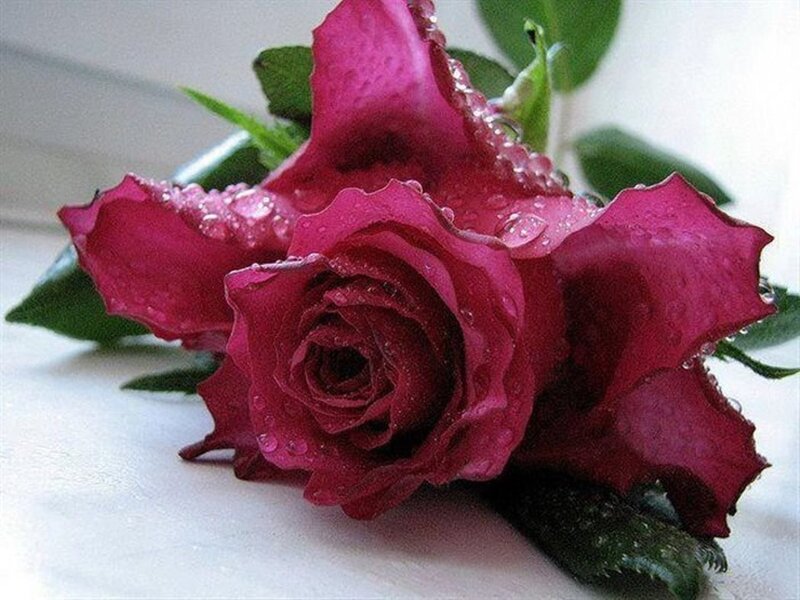 Red Rose with Water Droplets — Calm, Photograph, Green Leaves, Water Droplets, White Surface