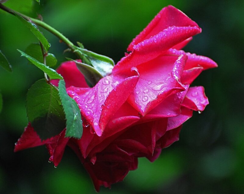 Red Rose with Water Droplets — Calm, Photograph, Leaf, Bud