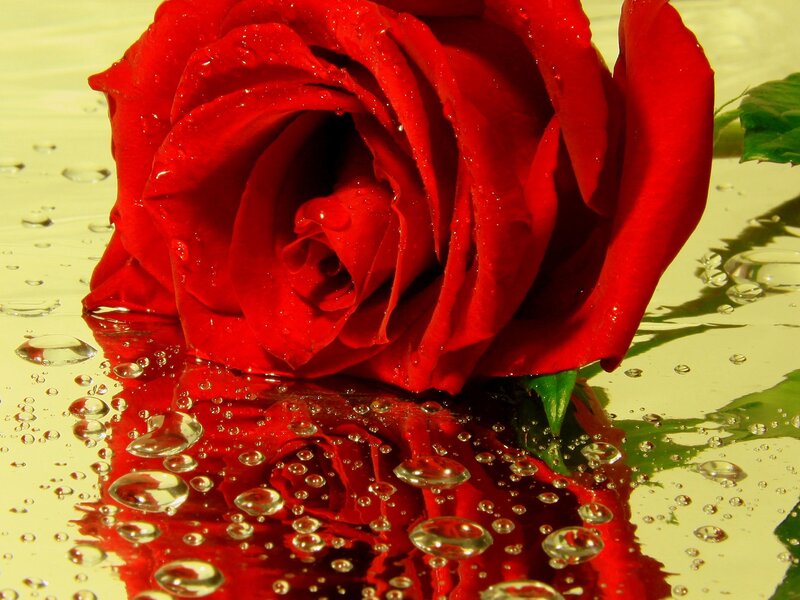 Red Rose with Water Droplets — Calm, Photograph, Leaf