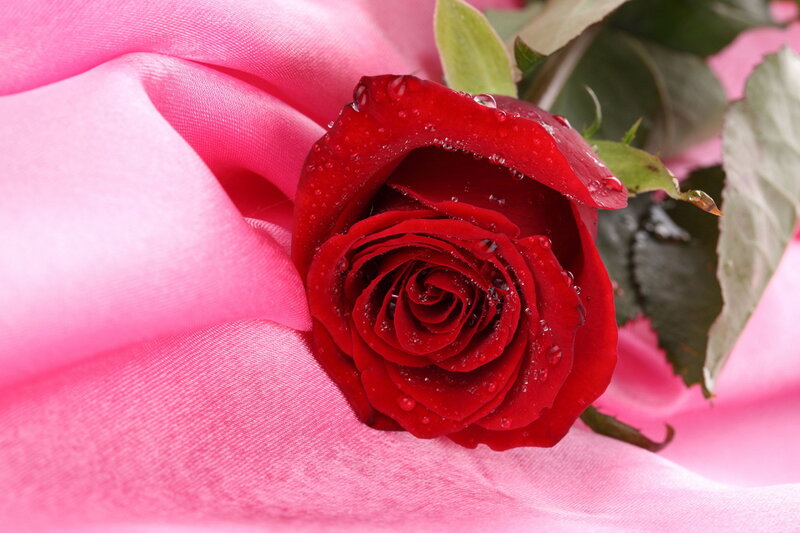 Red Rose with Water Droplets — Calm, Photograph, Pink Fabric