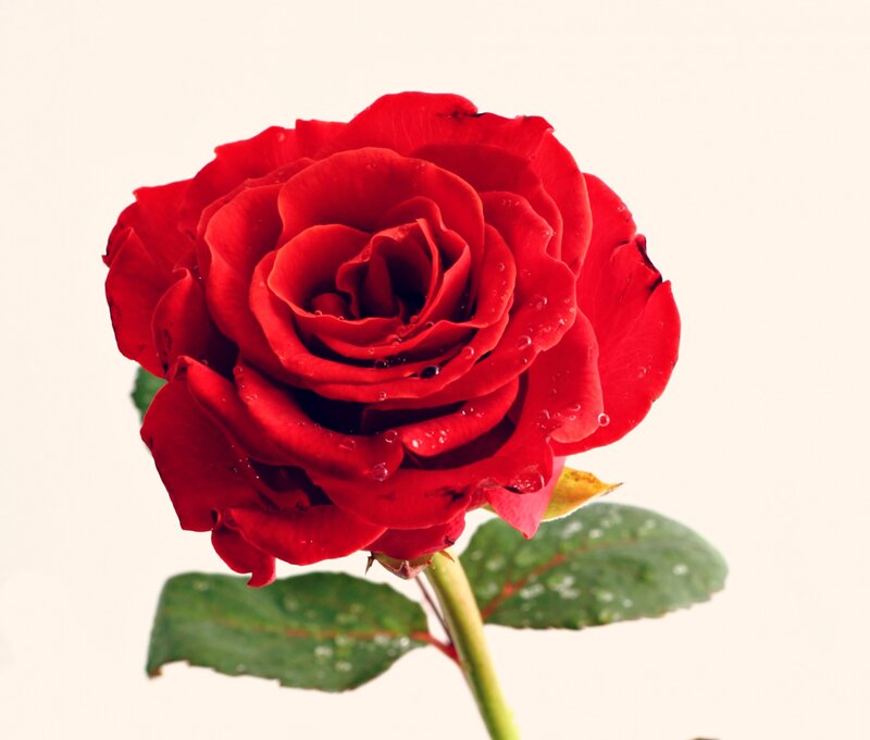 Red Rose with Water Droplets — Calm, Photograph, Stem, Leaf