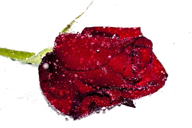 Red Rose with Water Droplets — Calm, Photograph, Stem, Water Droplets