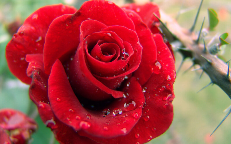 Red Rose with Water Droplets — Calm, Photograph, Thorned Stem