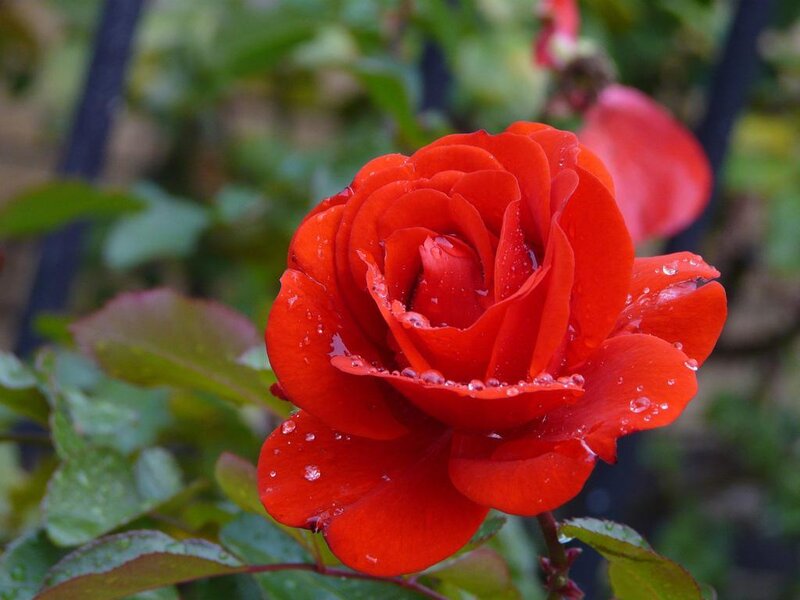Red Rose with Water Droplets — Calm, Photograph