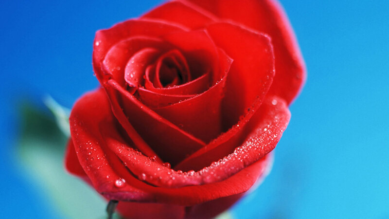 Red Rose with Water Droplets — Calm, Photograph, Water Droplets, Blue Background