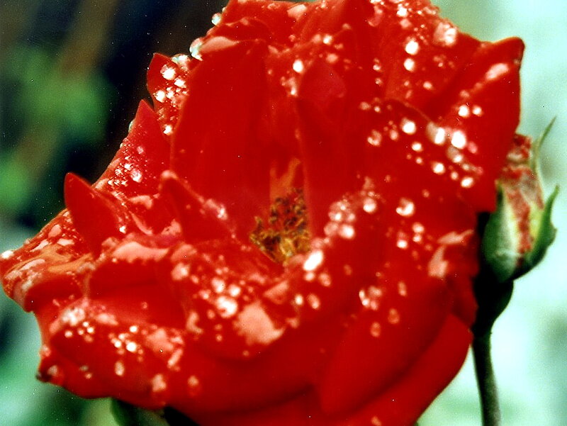 Red Rose with Water Droplets — Calm, Photograph, Water Droplets, Bud