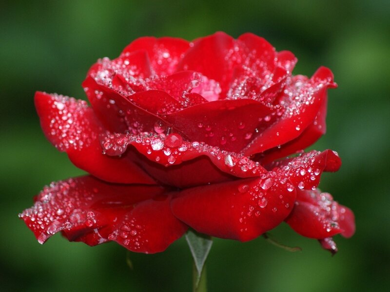 Red Rose with Water Droplets — Calm, Photograph, Water Droplets, Green Background