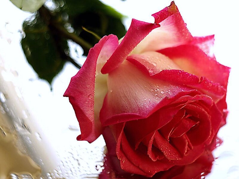 Red Rose with Water Droplets — Calm, Photograph, Water Droplets, Green Leaf