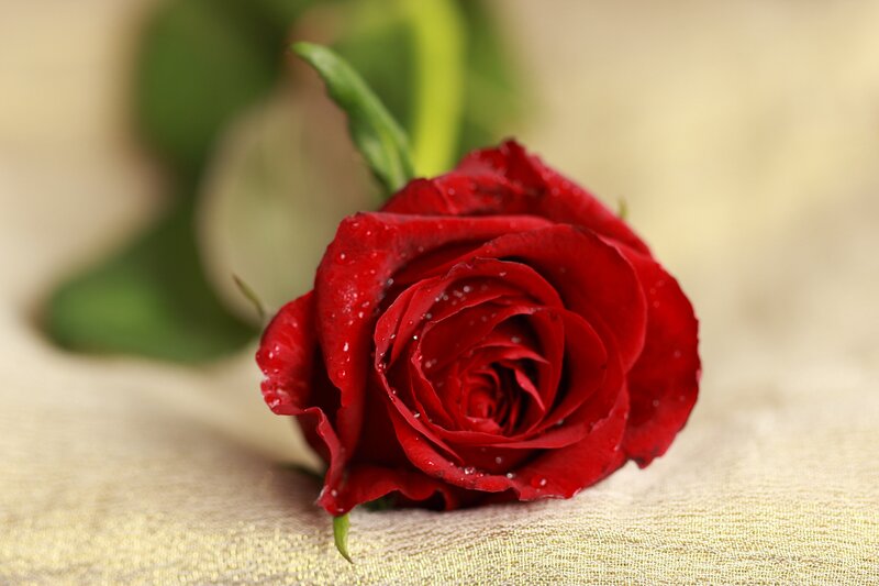 Red Rose with Water Droplets — Calm, Photograph, Water Droplets, Green Leaves, Fabric