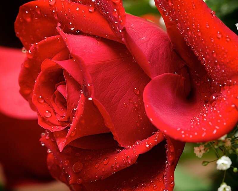 Red Rose with Water Droplets — Calm, Photograph, Water Droplets, Green Leaves, Small White Flowers