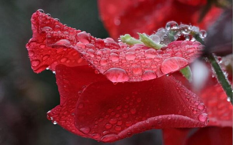Red Rose with Water Droplets — Calm, Photograph, Water Droplets, Petals, Stem