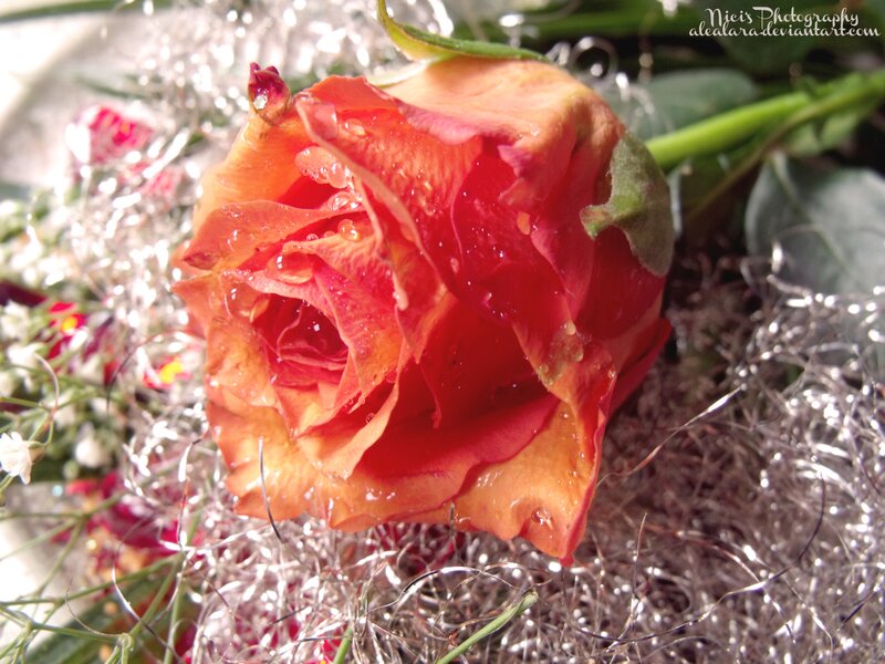 Red Rose with Water Droplets — Calm, Photograph, Water Droplets, Silver Tinsel