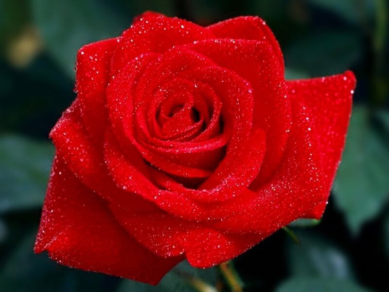 Red Rose with Water Droplets — Calm, Photograph, Water Droplets