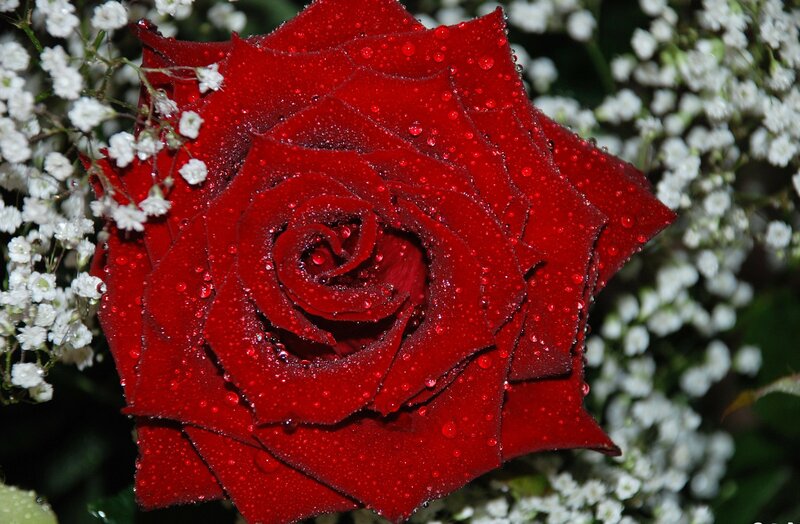 Red Rose with Water Droplets — Calm, Photograph, White Flowers